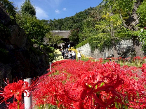 西方寺の彼岸花が咲き乱れる参道