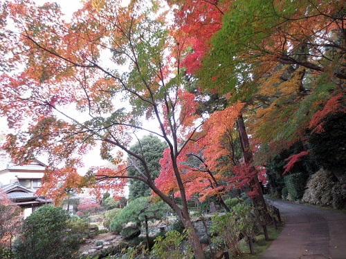 秋の正覚寺の境内