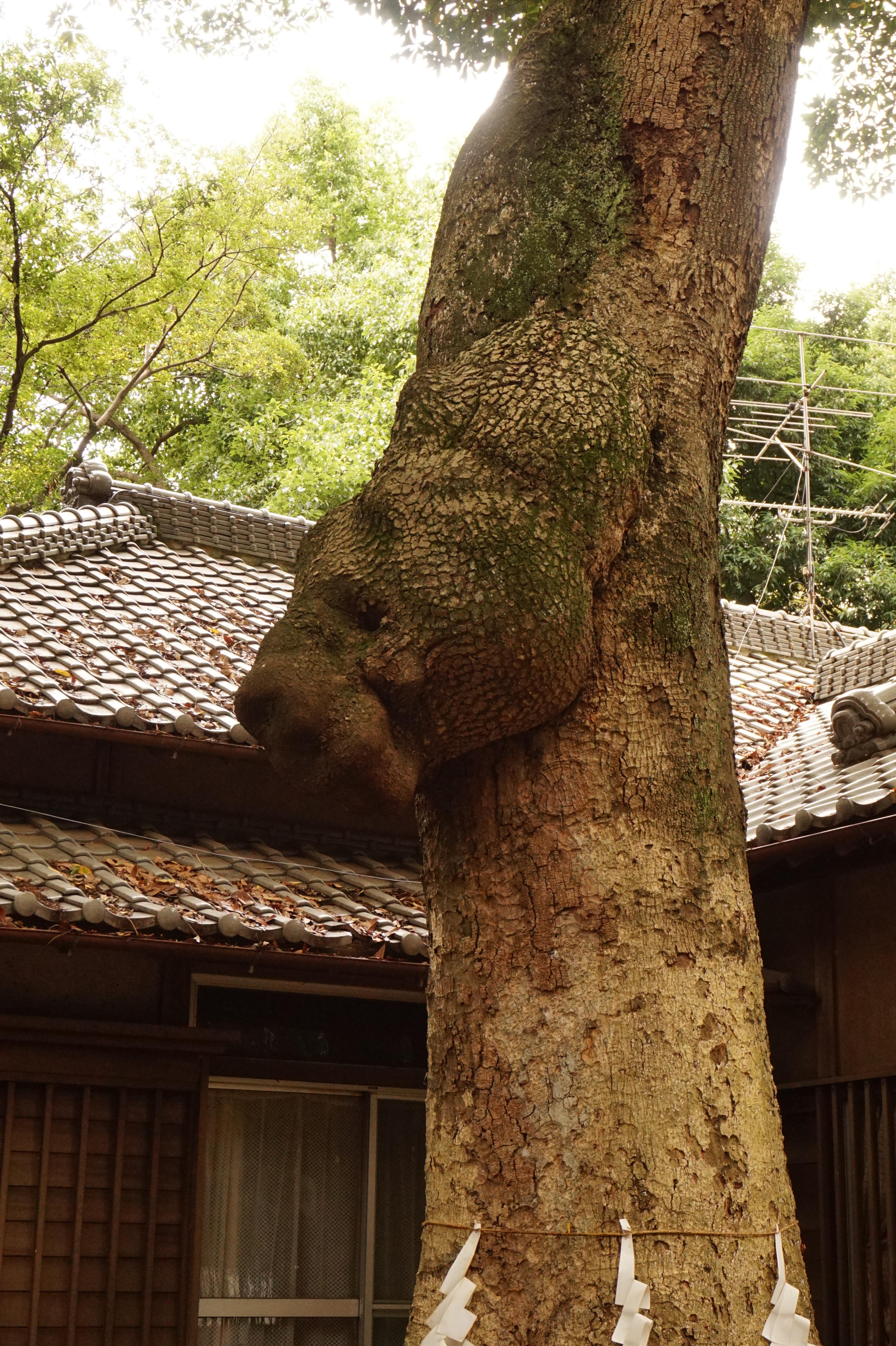 氷川女體神社 埼玉県東浦和駅 の投稿 1回目 大宮の氷川神社 総社 と並び武蔵の国武蔵の国一宮 ホトカミ