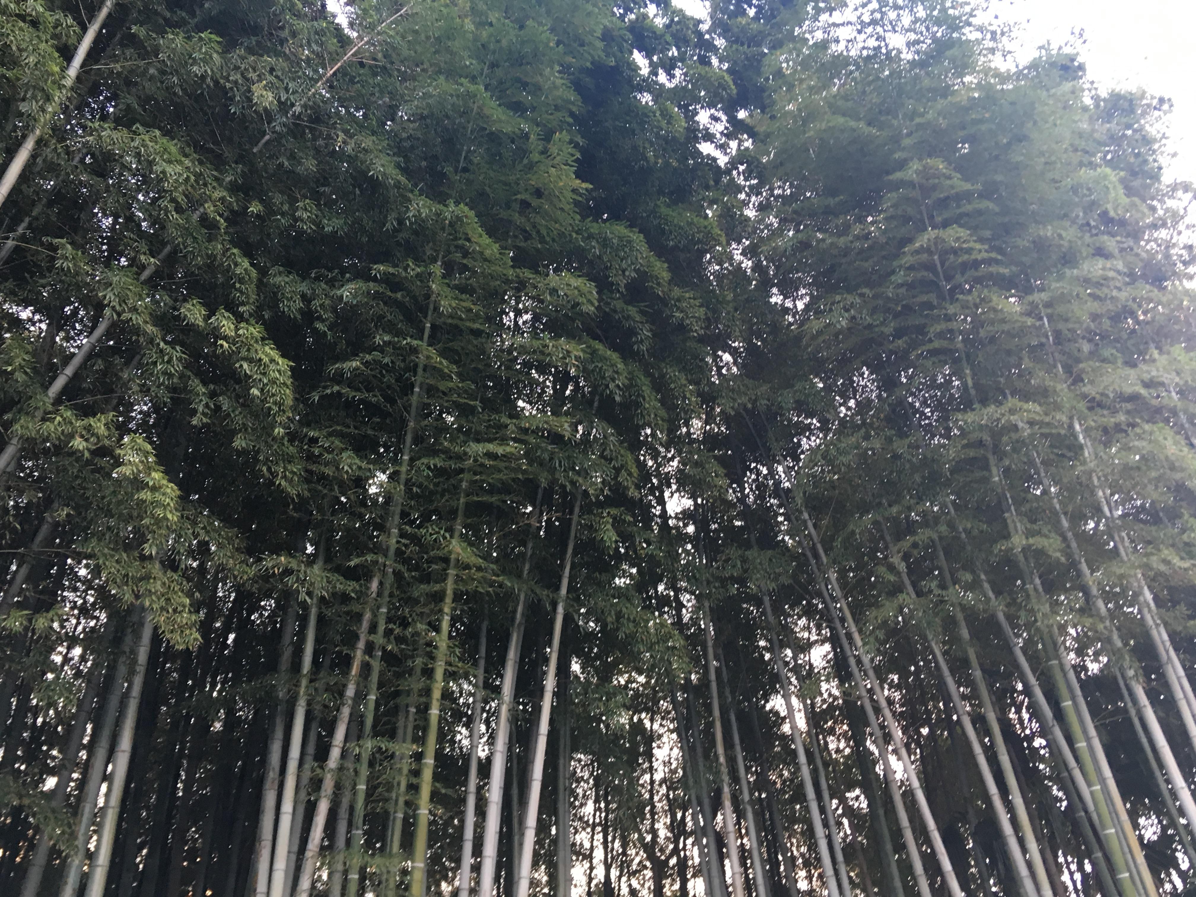 不知森神社の御朱印 アクセス情報 千葉県本八幡駅 ホトカミ