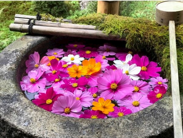 “楊谷寺のコスモスの花手水”