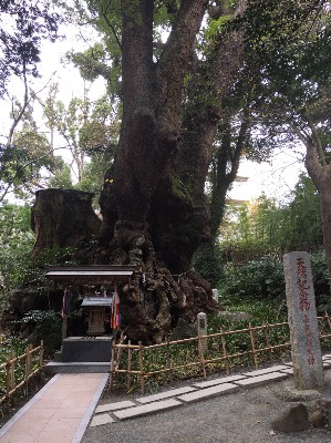 來宮神社の自然