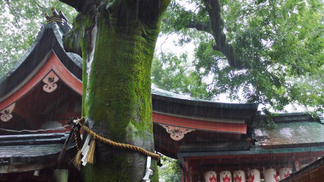 武信稲荷神社の自然