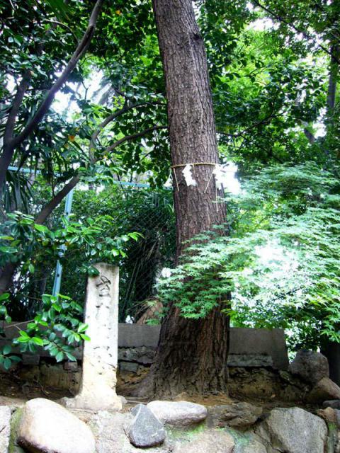 安居神社の自然