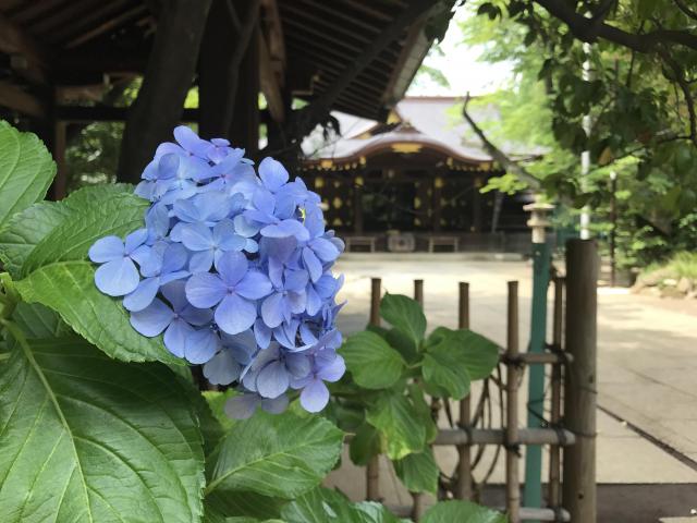 渋谷氷川神社の自然