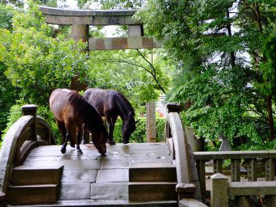 櫻井神社の動物