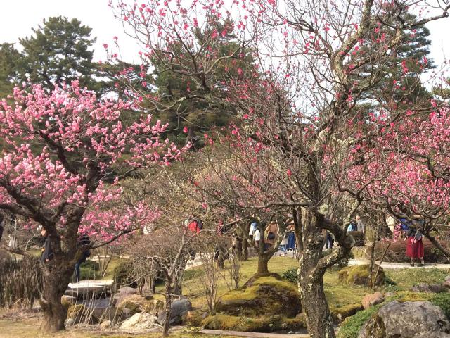 金澤神社の庭園