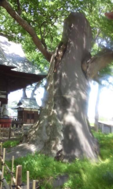 湯福神社の自然