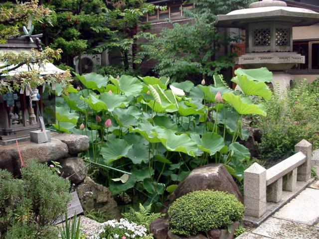 興徳寺の庭園