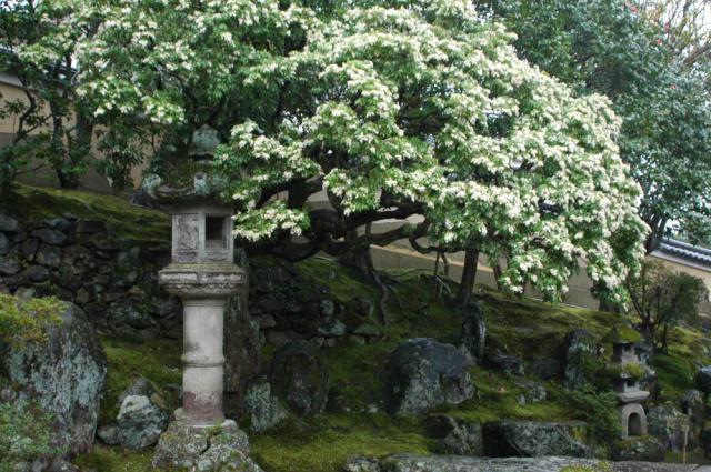 霊鑑寺門跡の庭園