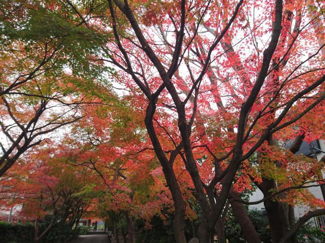 高円寺の自然