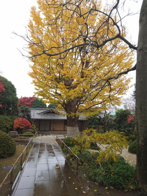 高円寺の自然