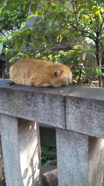 赤坂氷川神社の動物