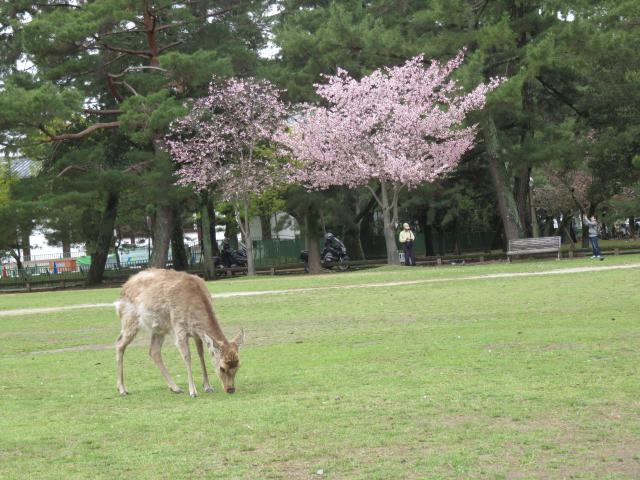 興福寺の動物