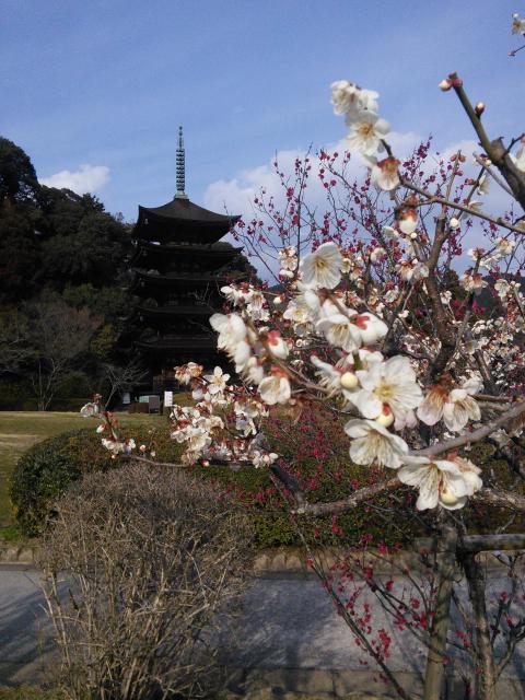 瑠璃光寺の庭園