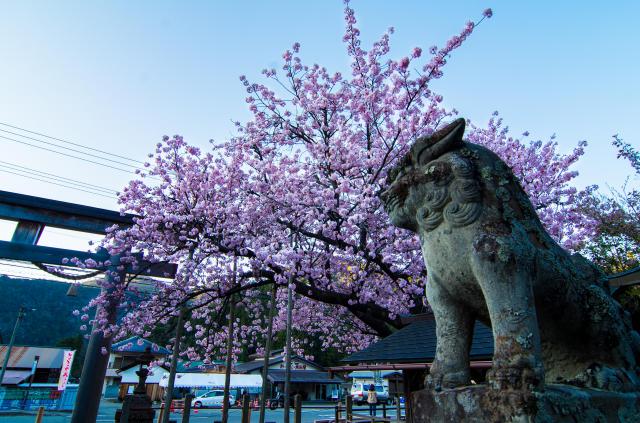 春日神社の狛犬