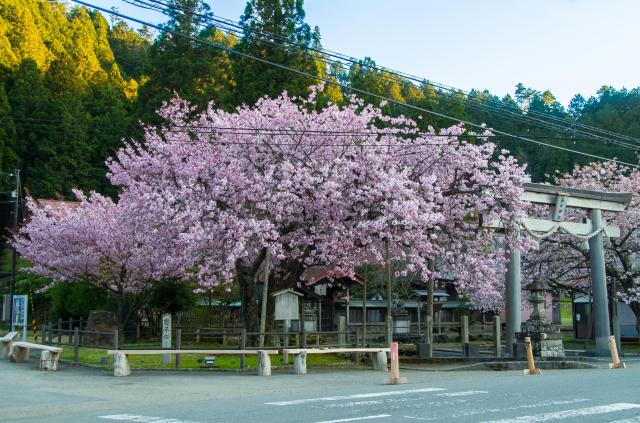 春日神社の自然