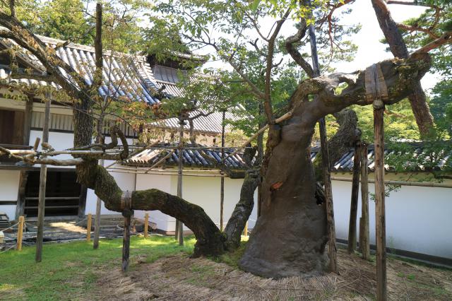 瑞巌寺の自然