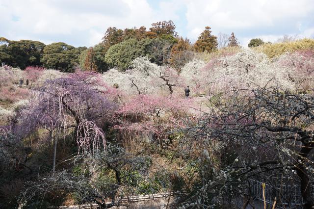 龍尾神社の庭園