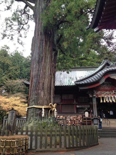 新倉富士浅間神社の自然