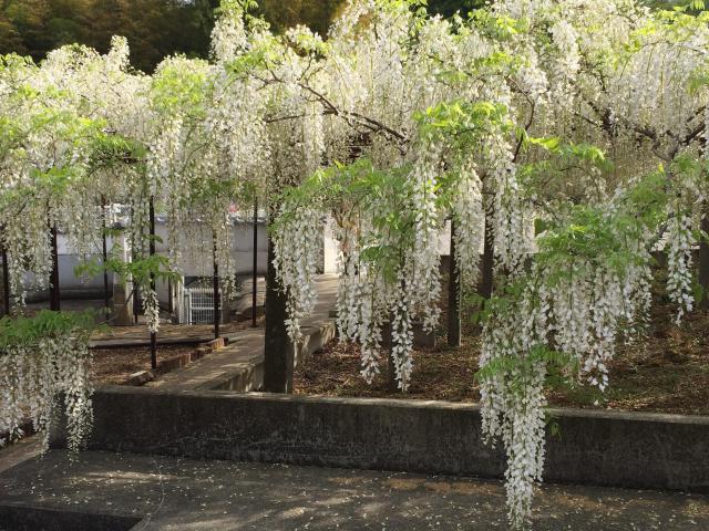 長泉寺の庭園