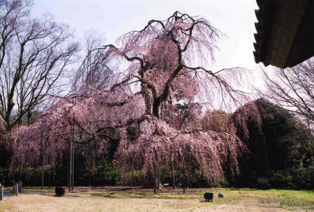 醍醐寺の自然