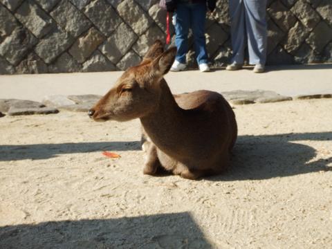厳島神社の動物