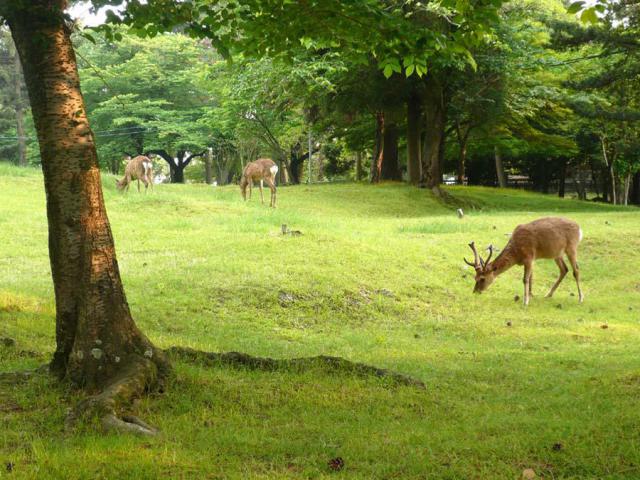 興福寺の動物