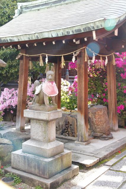 富士浅間神社の狛犬