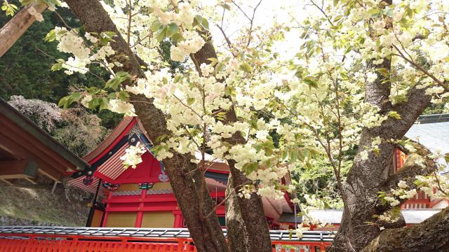 金櫻神社の自然