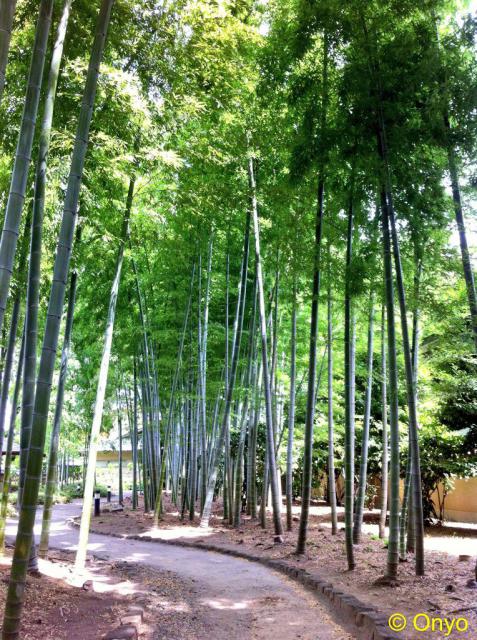 武蔵一宮氷川神社の自然