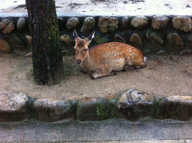 厳島神社の動物