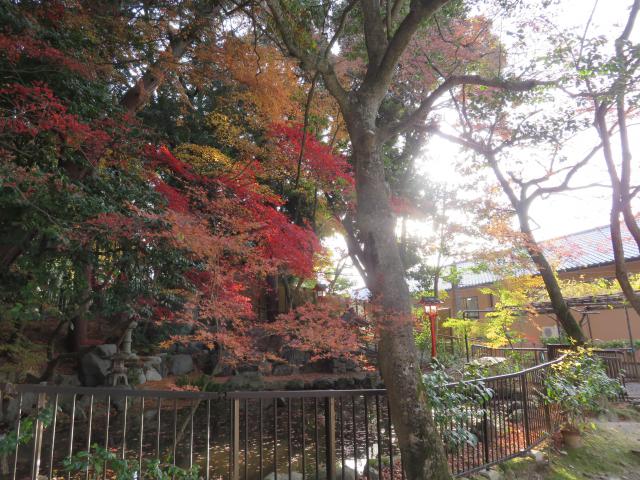 吉田神社の自然