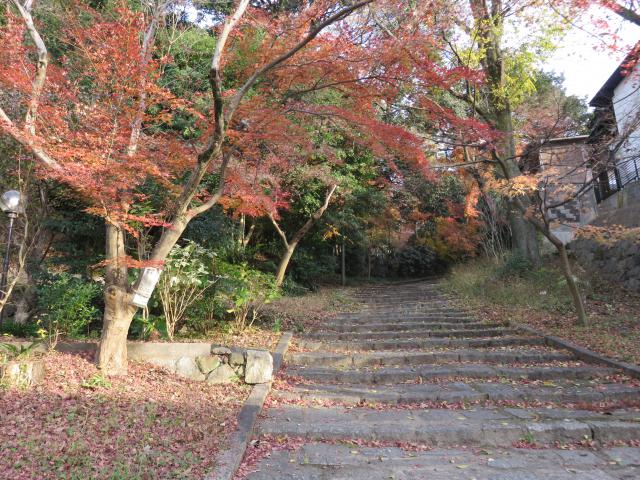 吉田神社の自然