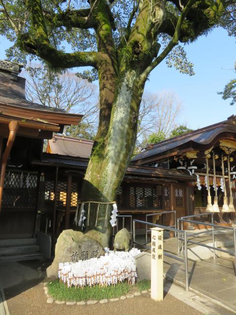 護王神社の自然