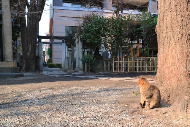 小野照崎神社の動物