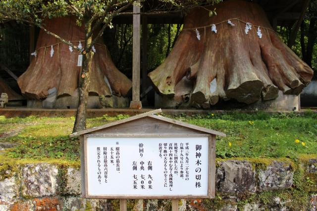 宇奈岐日女神社の自然