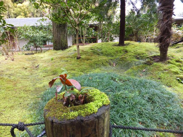 浄智寺の庭園