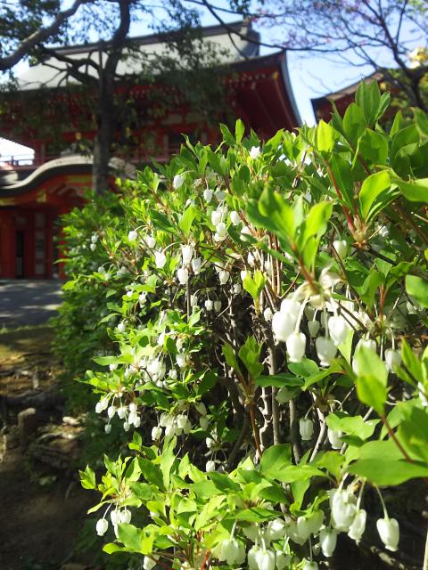 千葉神社の庭園