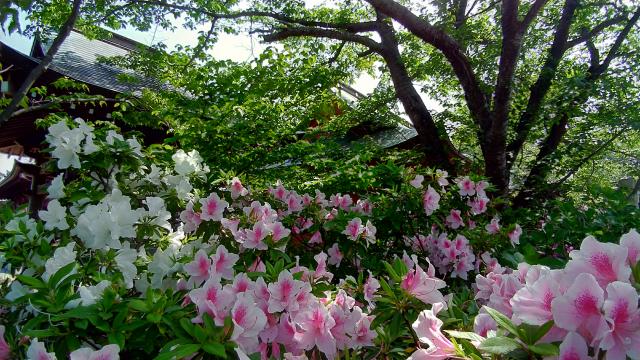 光明寺の庭園