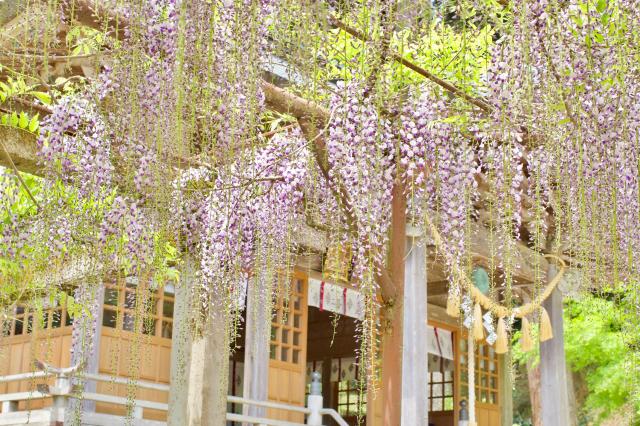 脊振神社の庭園