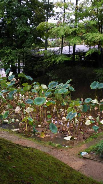 毛越寺の庭園