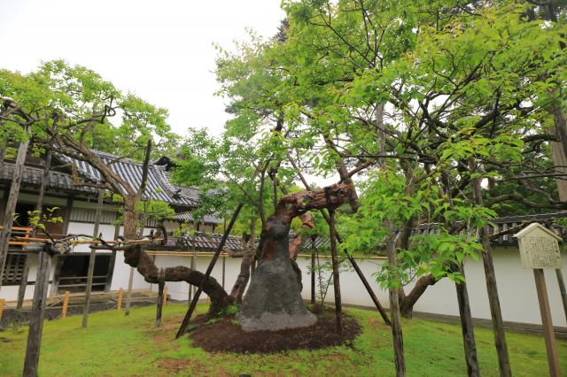瑞巌寺の庭園