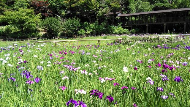 本土寺の庭園