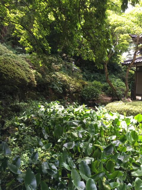岩松院の庭園