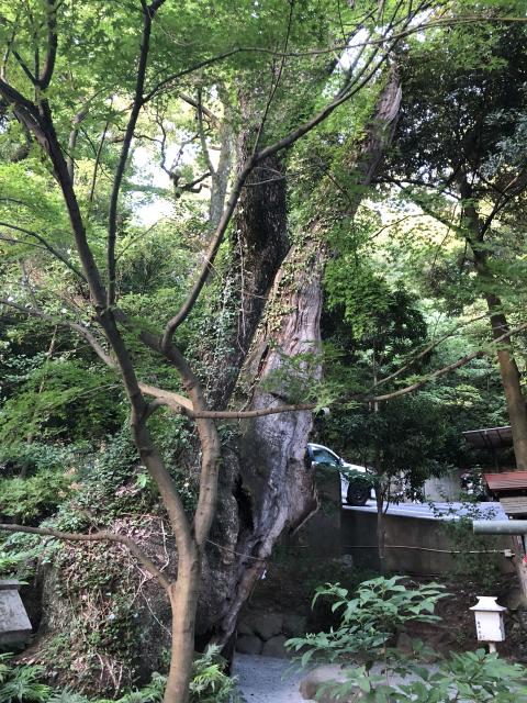 來宮神社の庭園