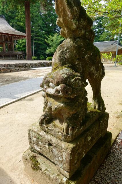 熊野大社の狛犬