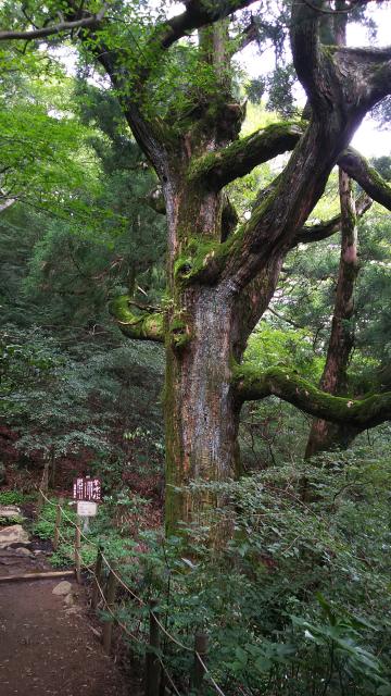 筑波山神社の庭園