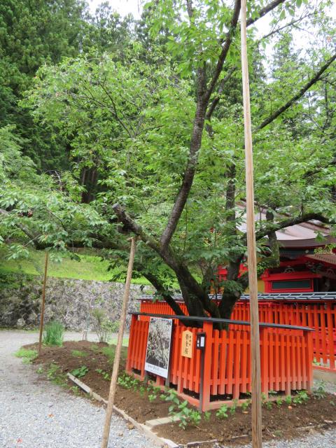 金櫻神社の庭園