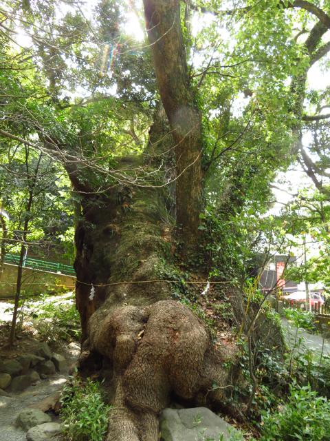 來宮神社の自然